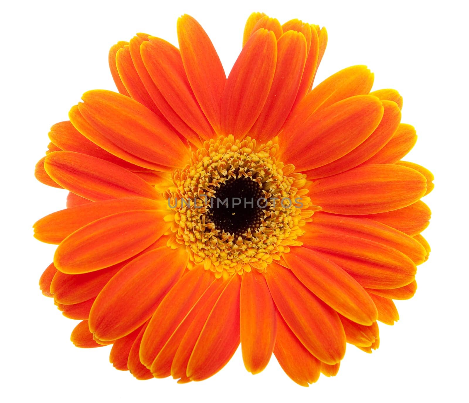 Gerbera orange