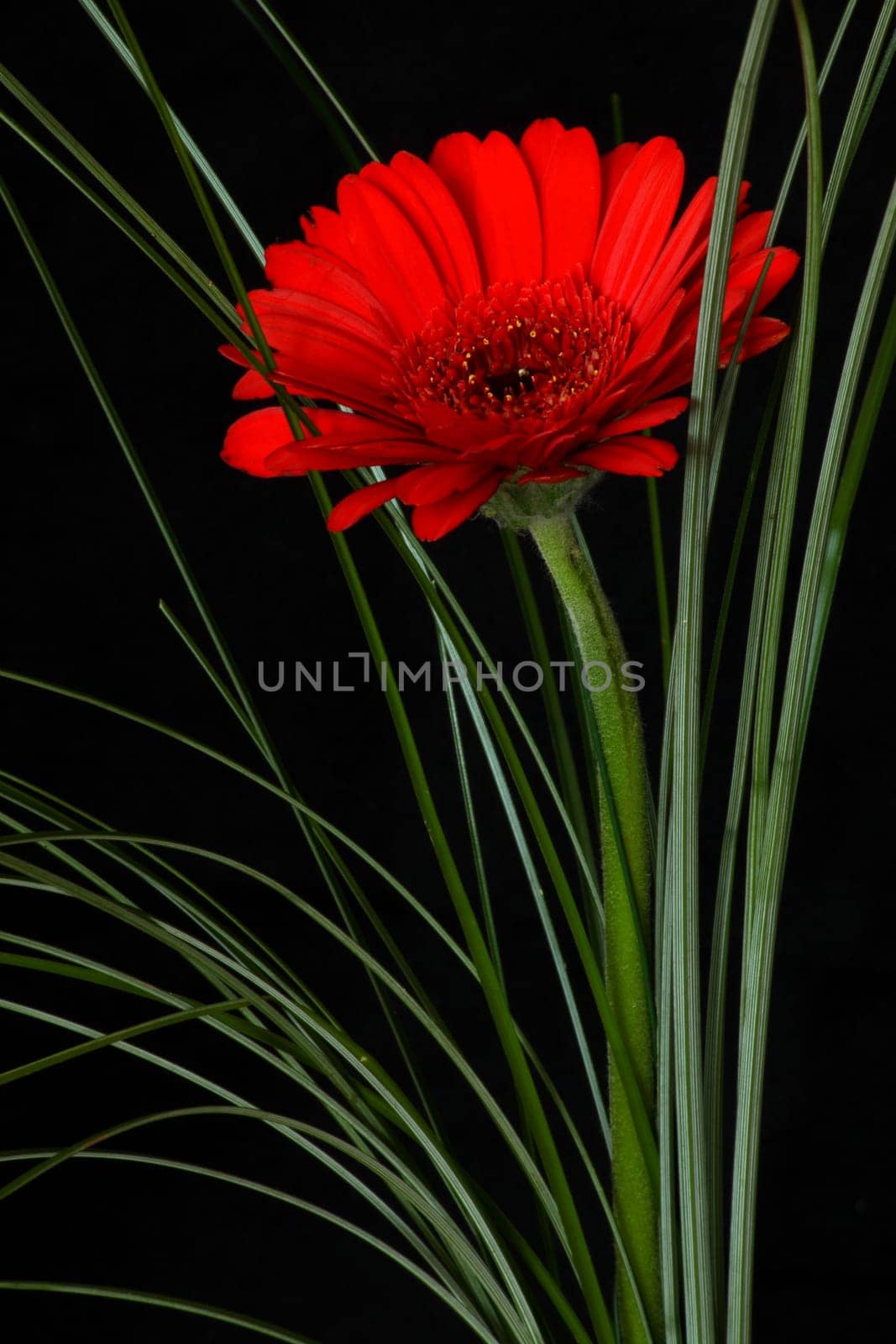 Gerbera