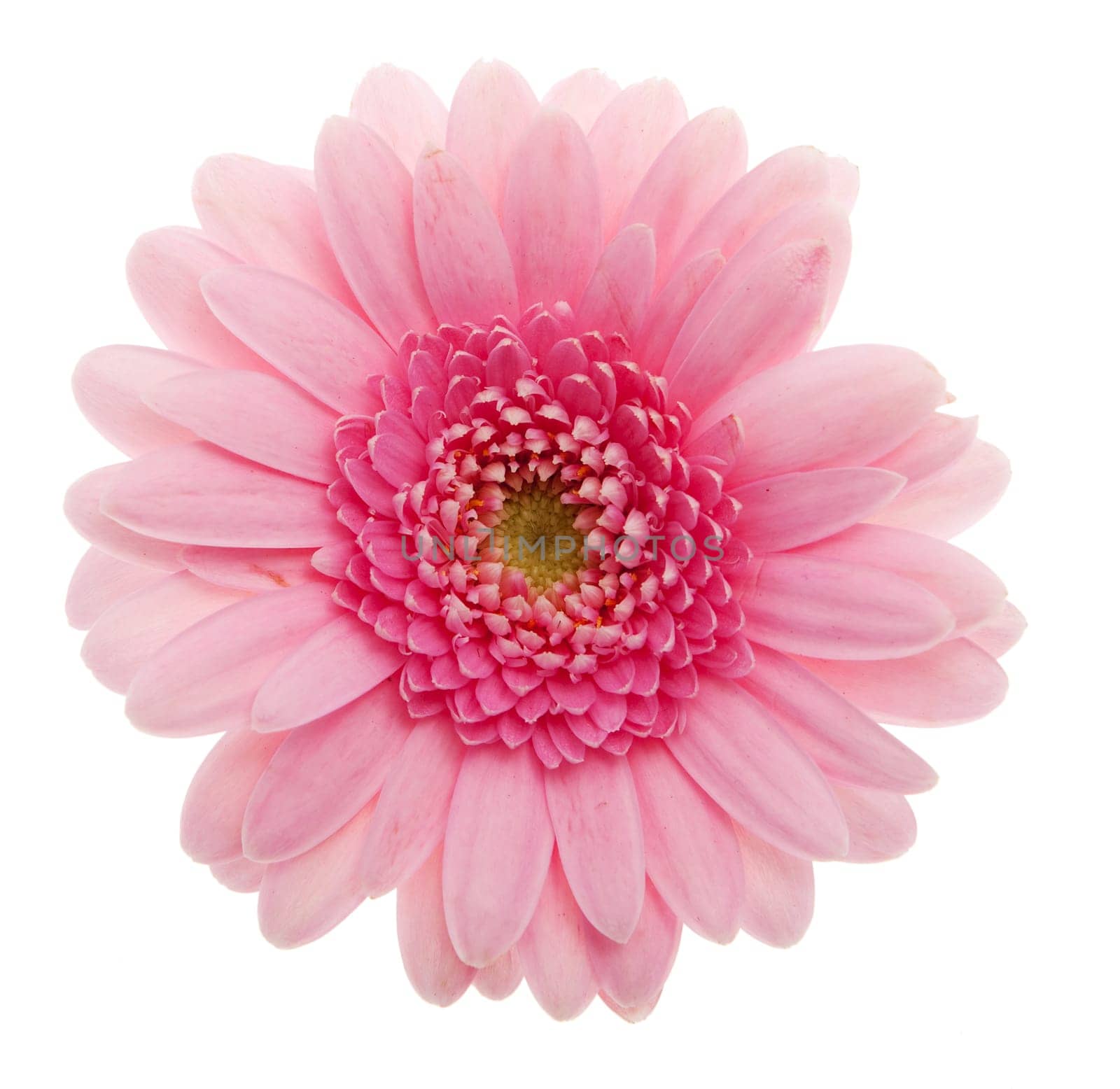 Gerbera orange
