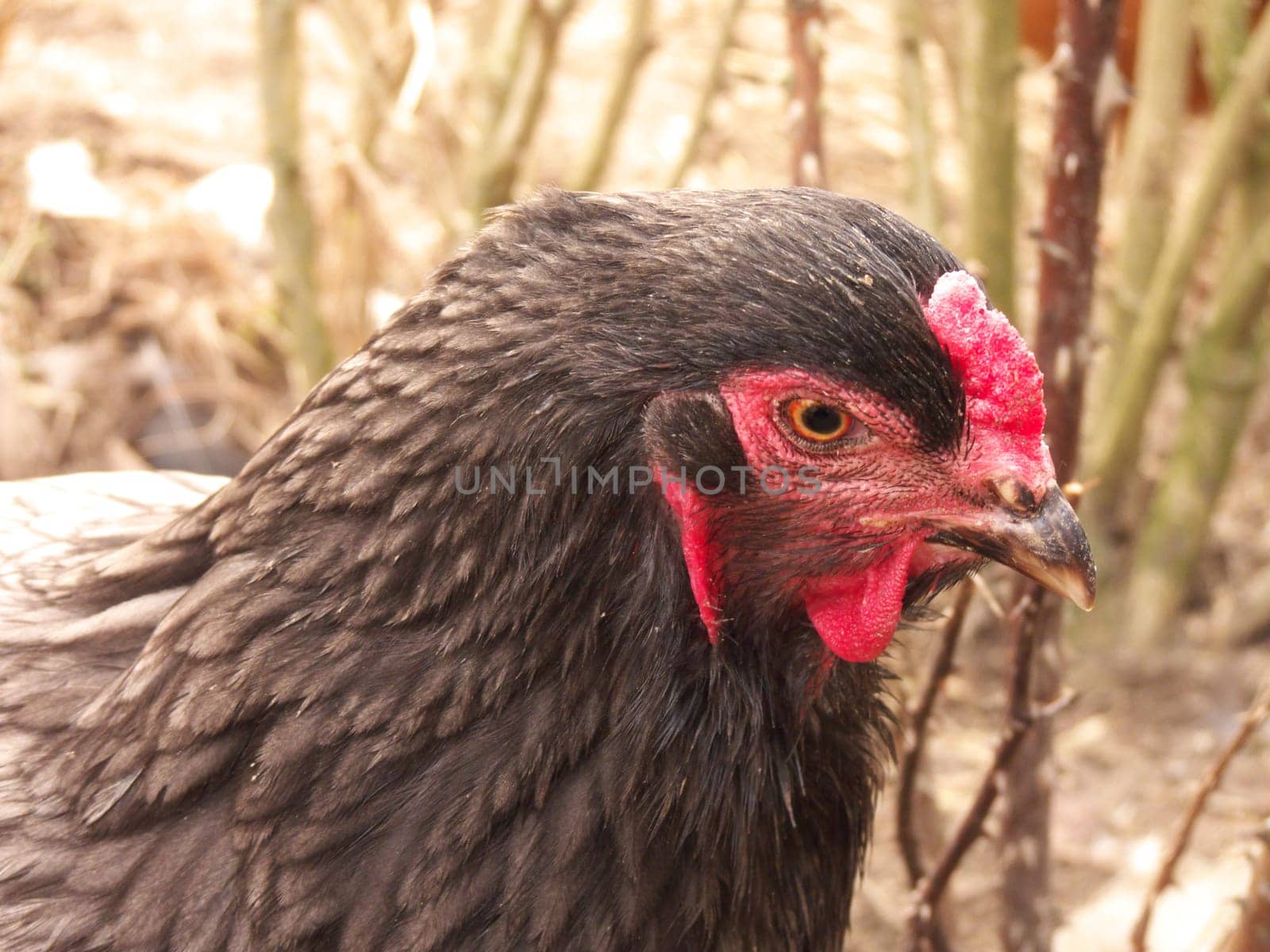 Brahman Hen