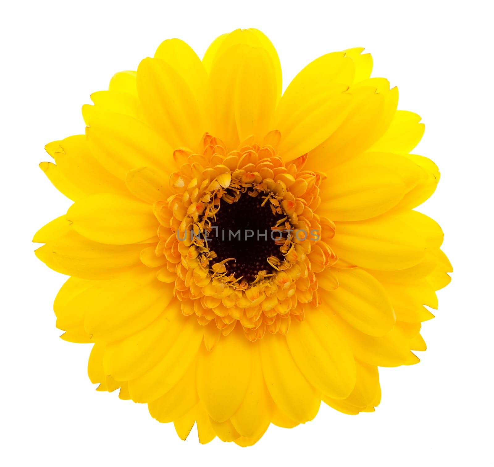 Gerbera orange