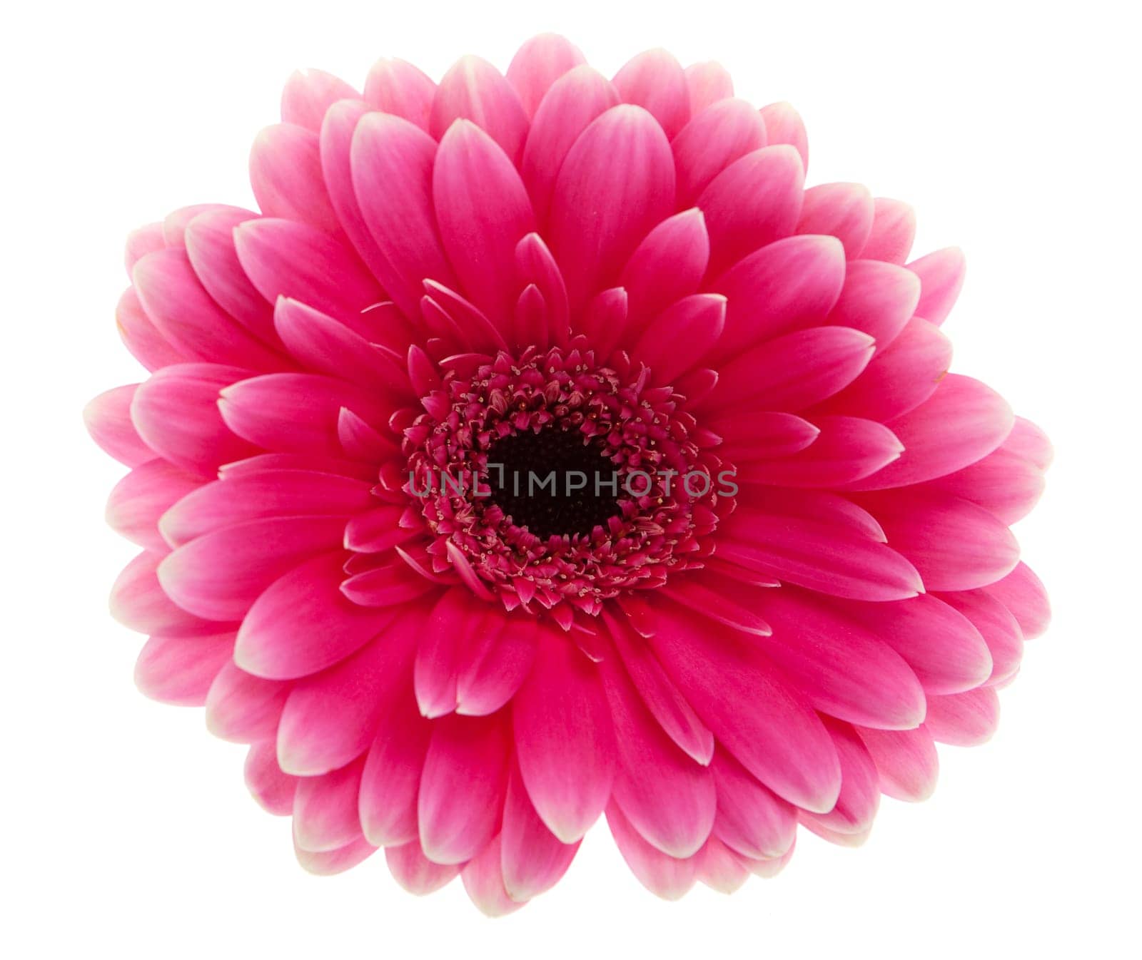 Gerbera orange