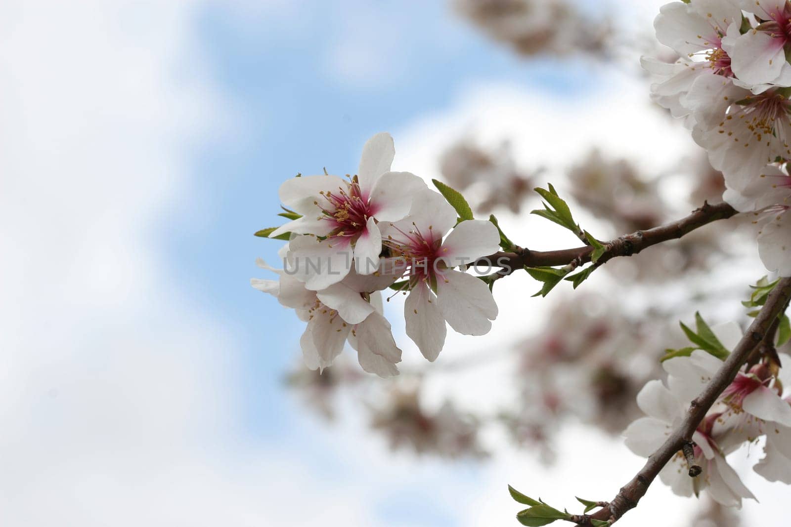 spring