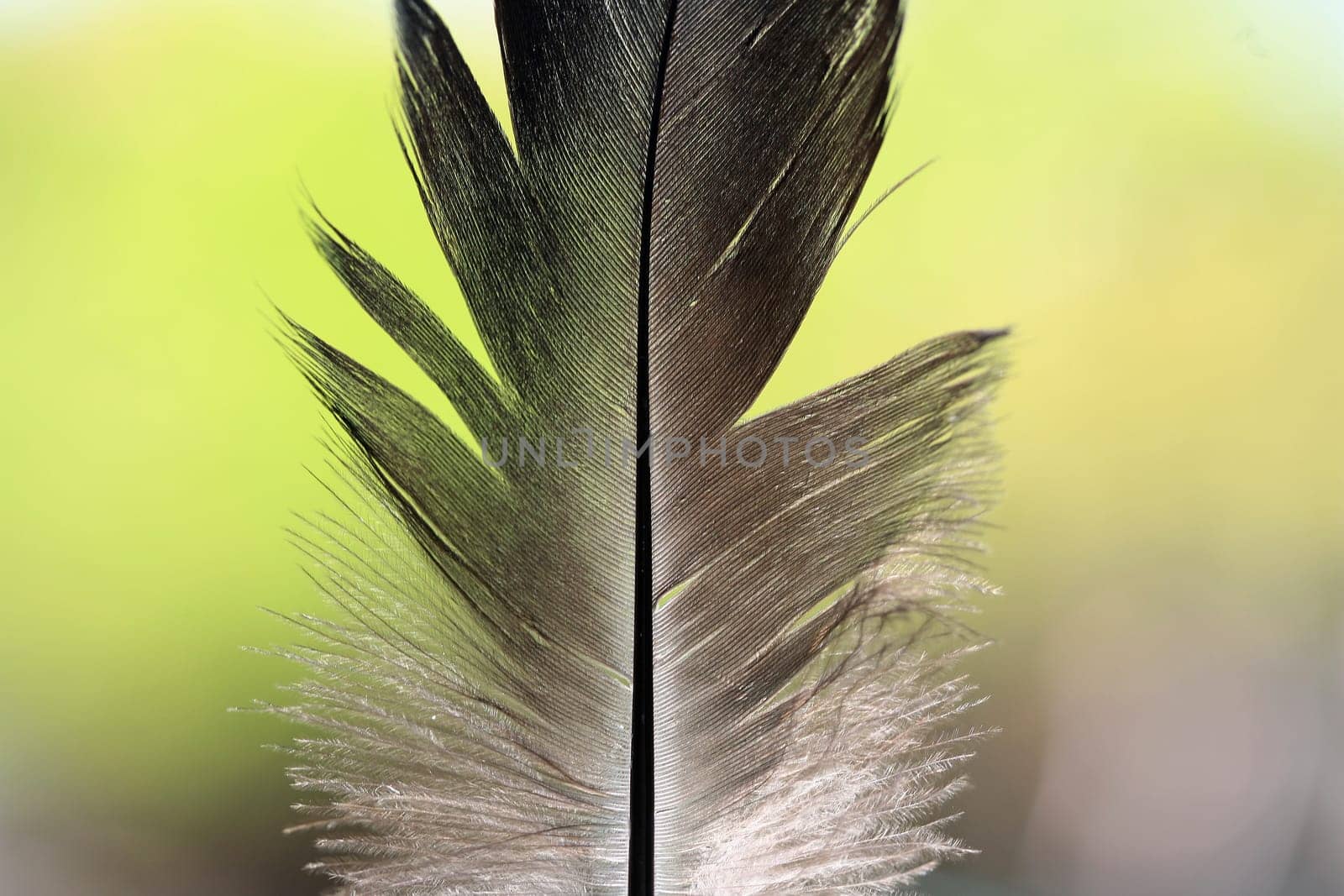 feather background