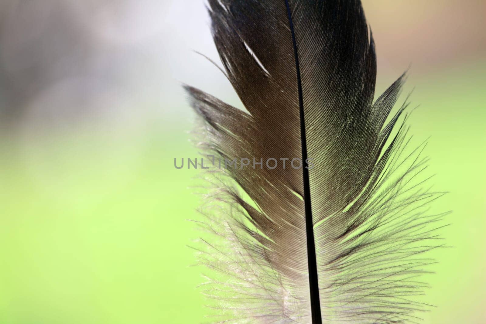 feather background