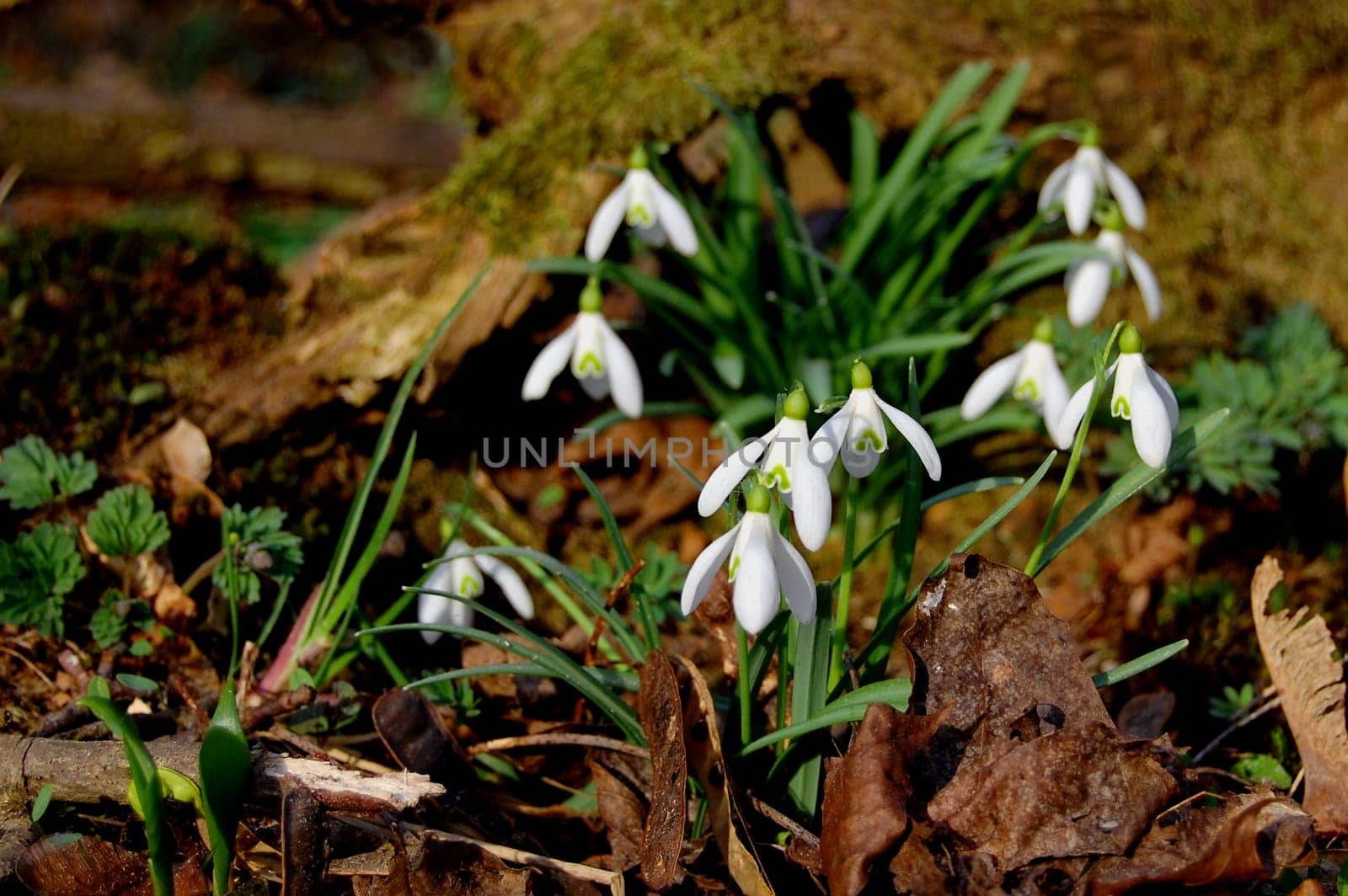 Snowdrop