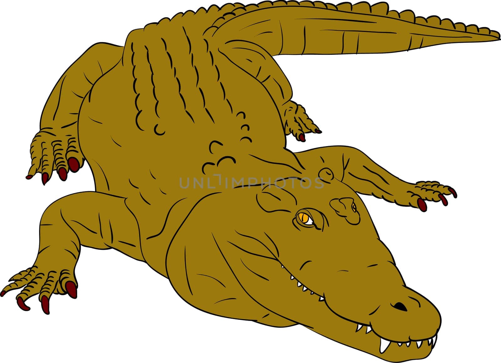 crocodile