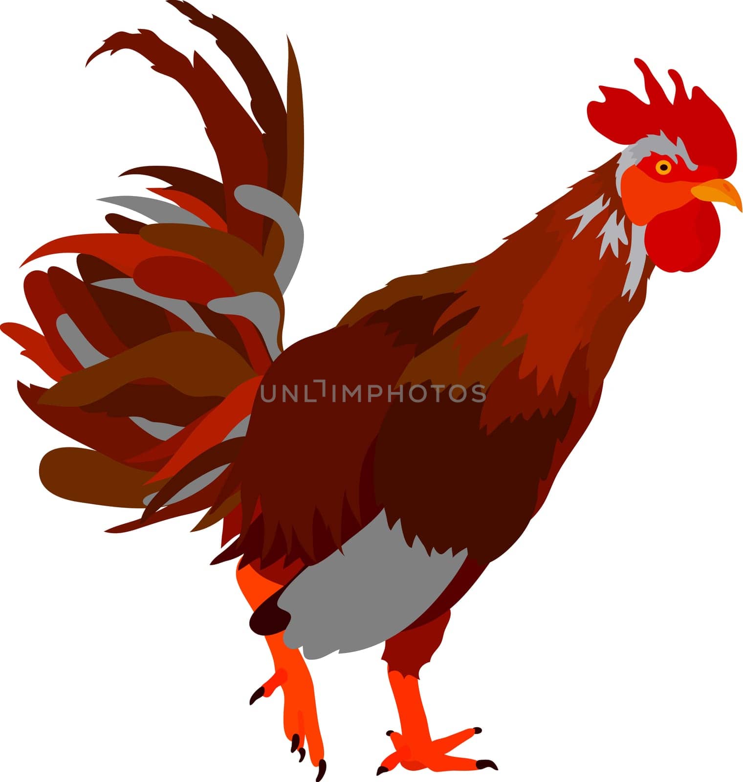 cock