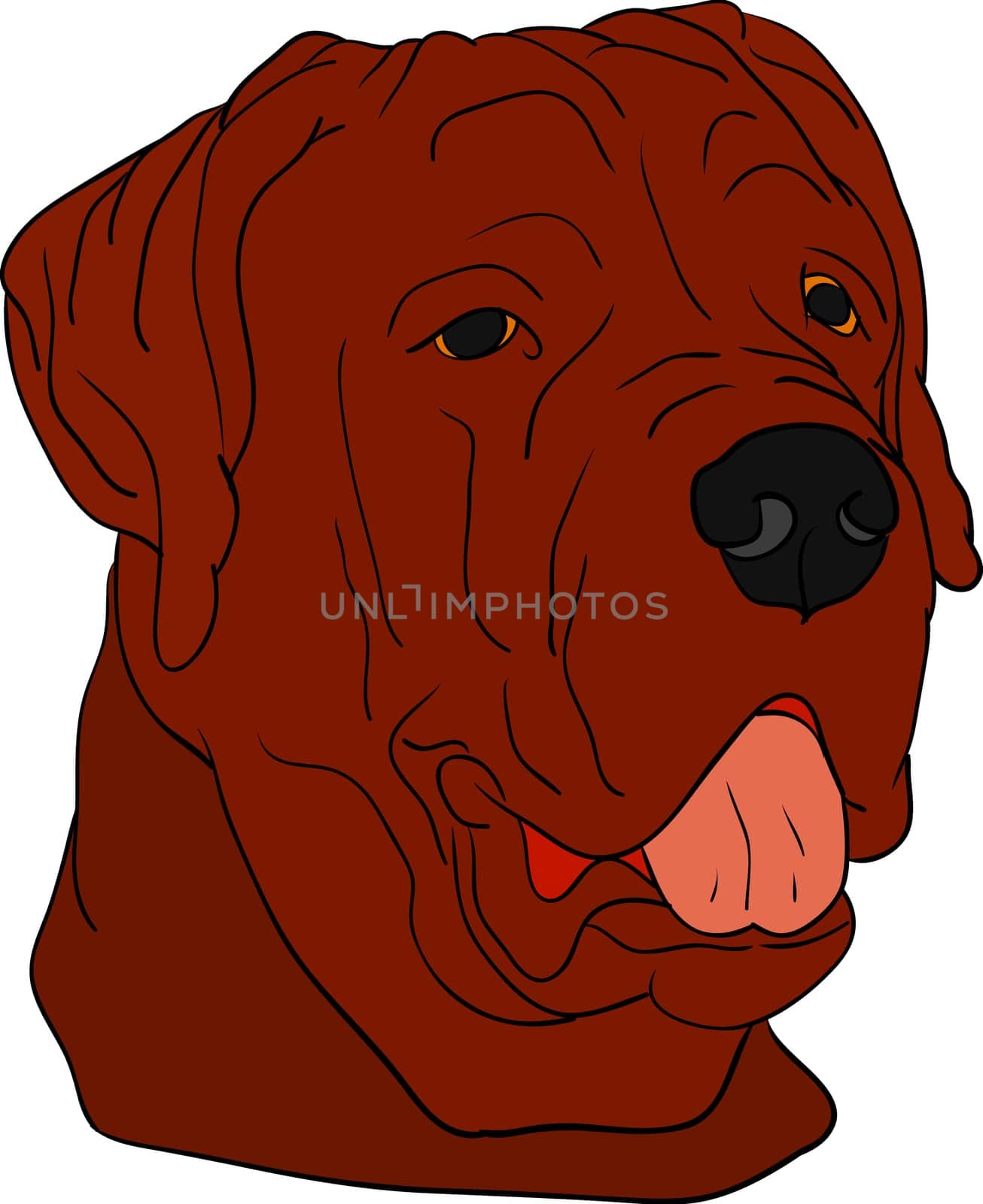 dog head