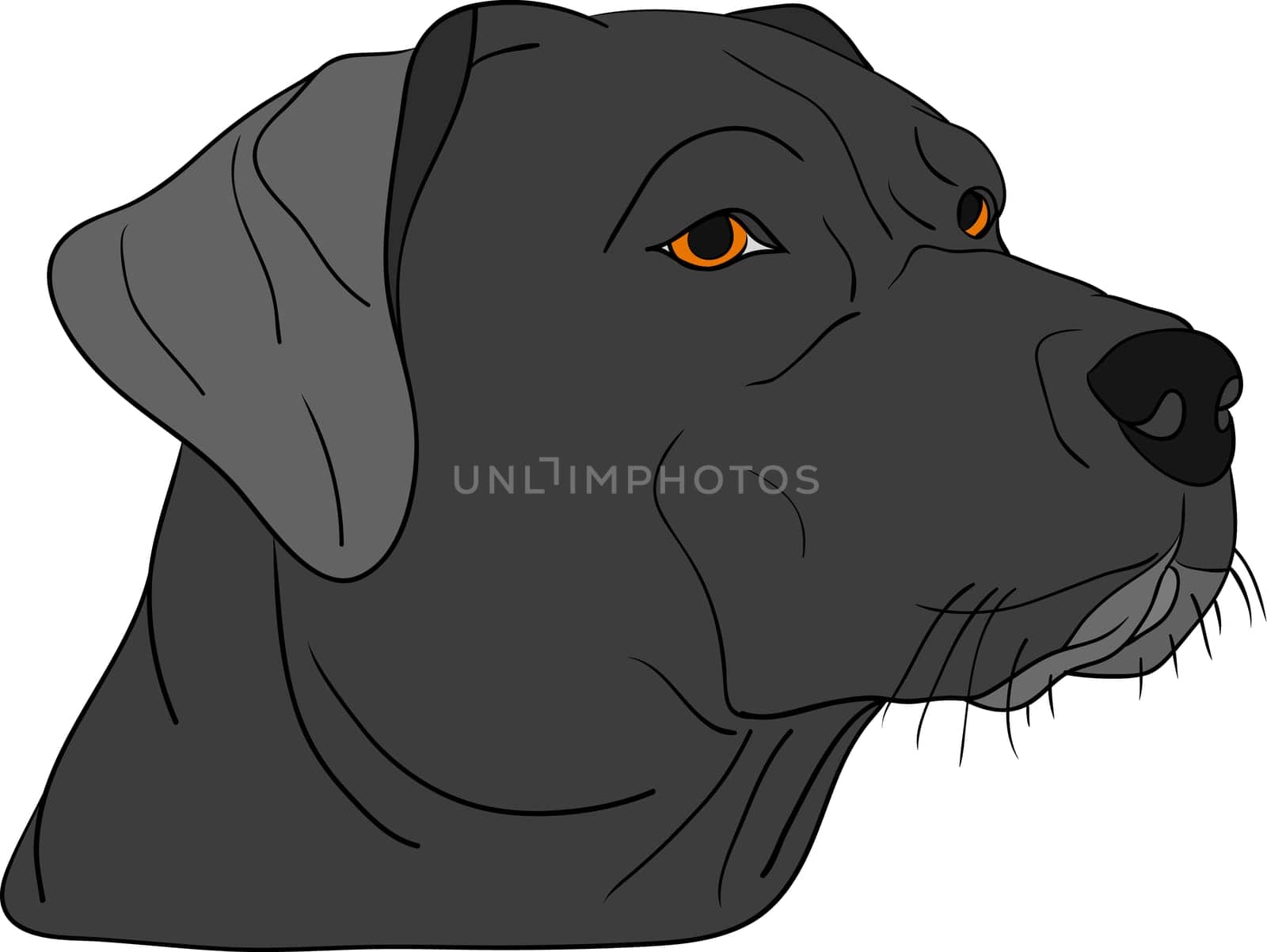 dog head