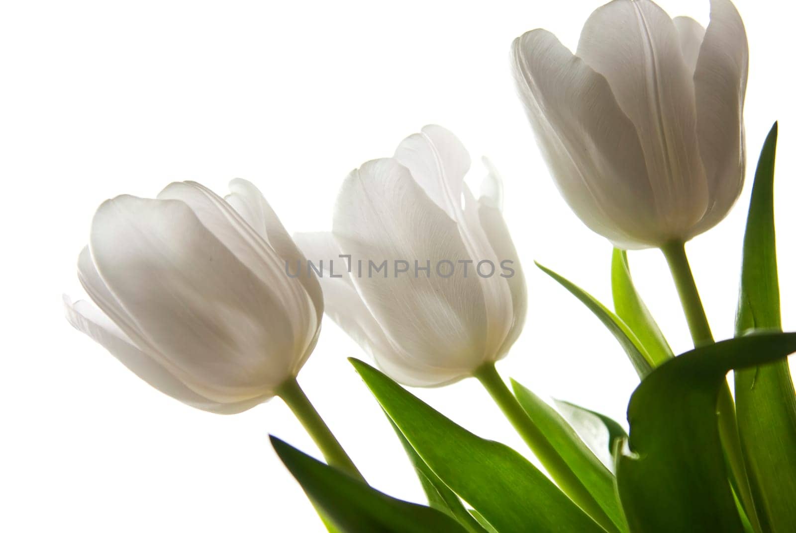 White tulips