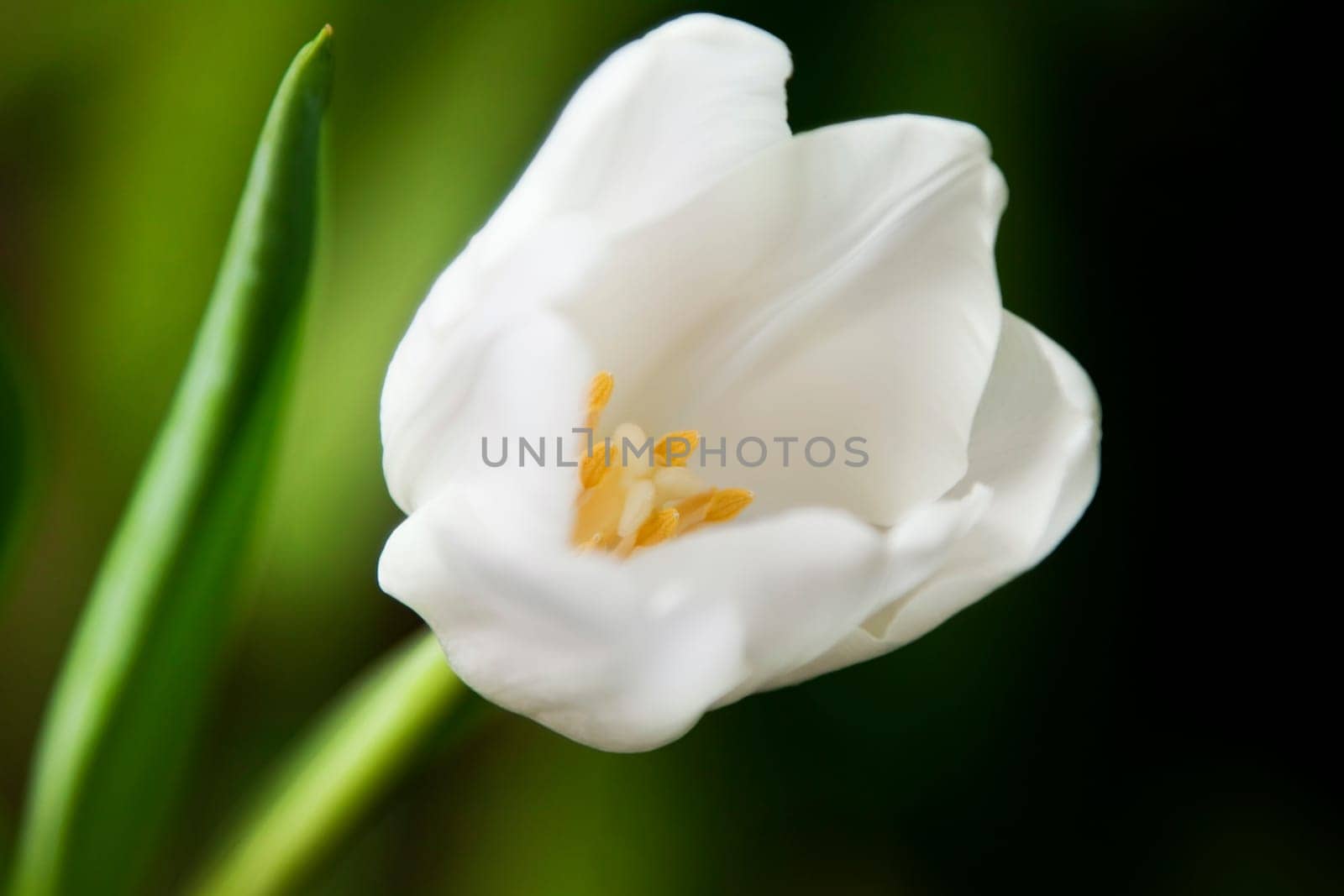 White tulip