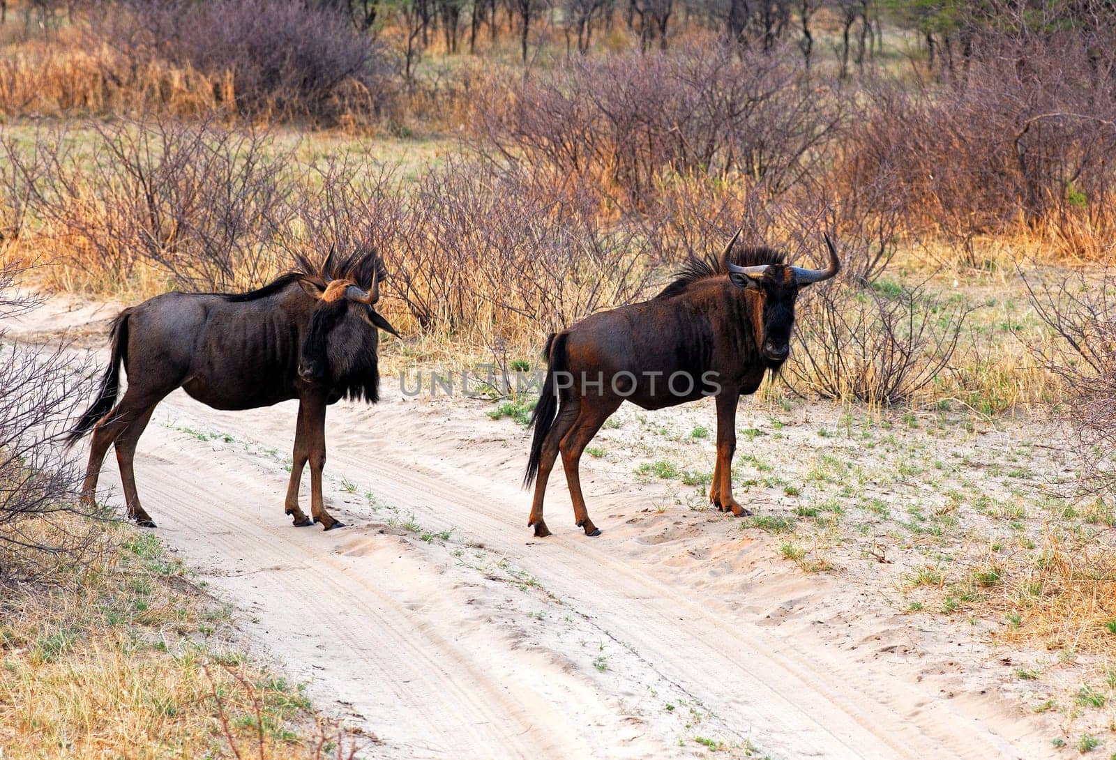Blue wildebeest,Kahlahari,Botswana