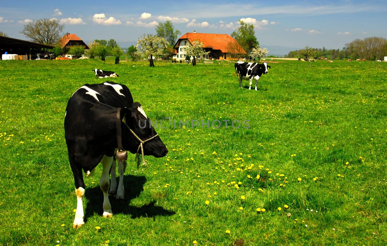 Cow in the pasture in front of a farmhouse,Switzerland