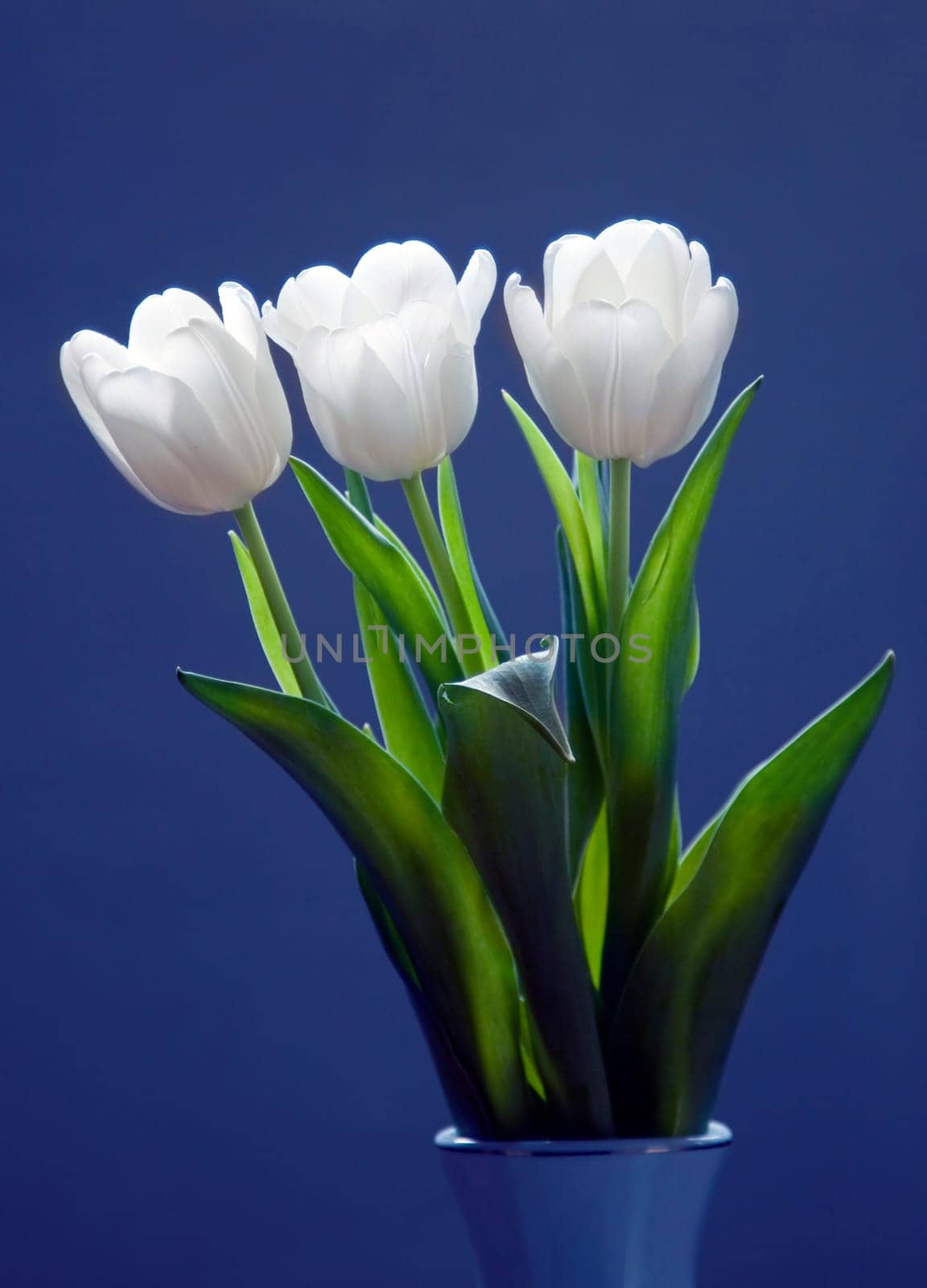 White tulips