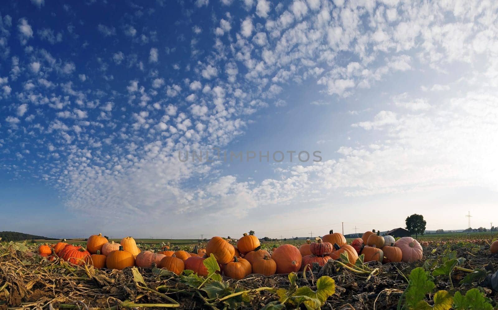 Pumpkin Field 2