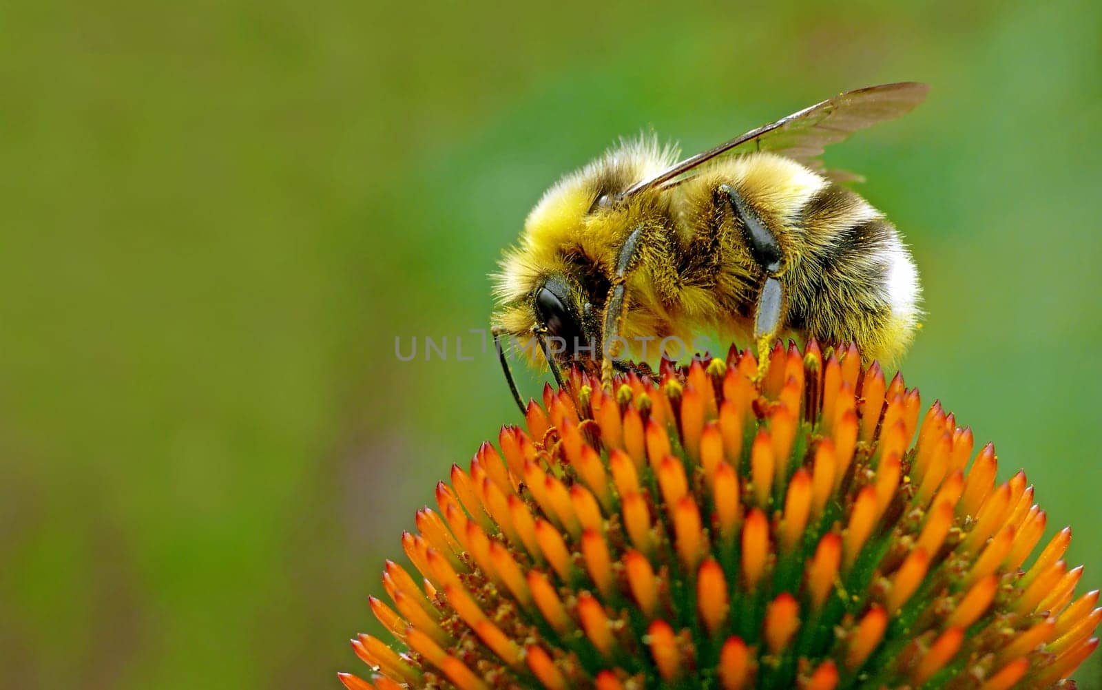 Hairy on prickly