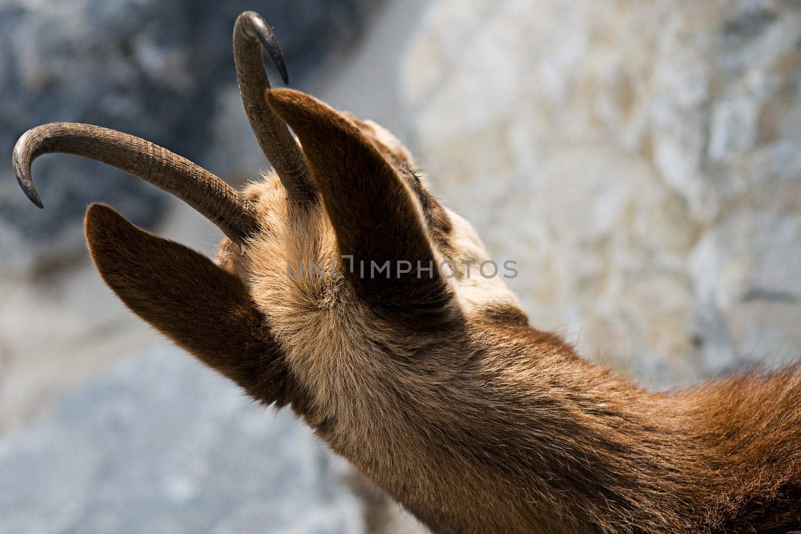 Chamois