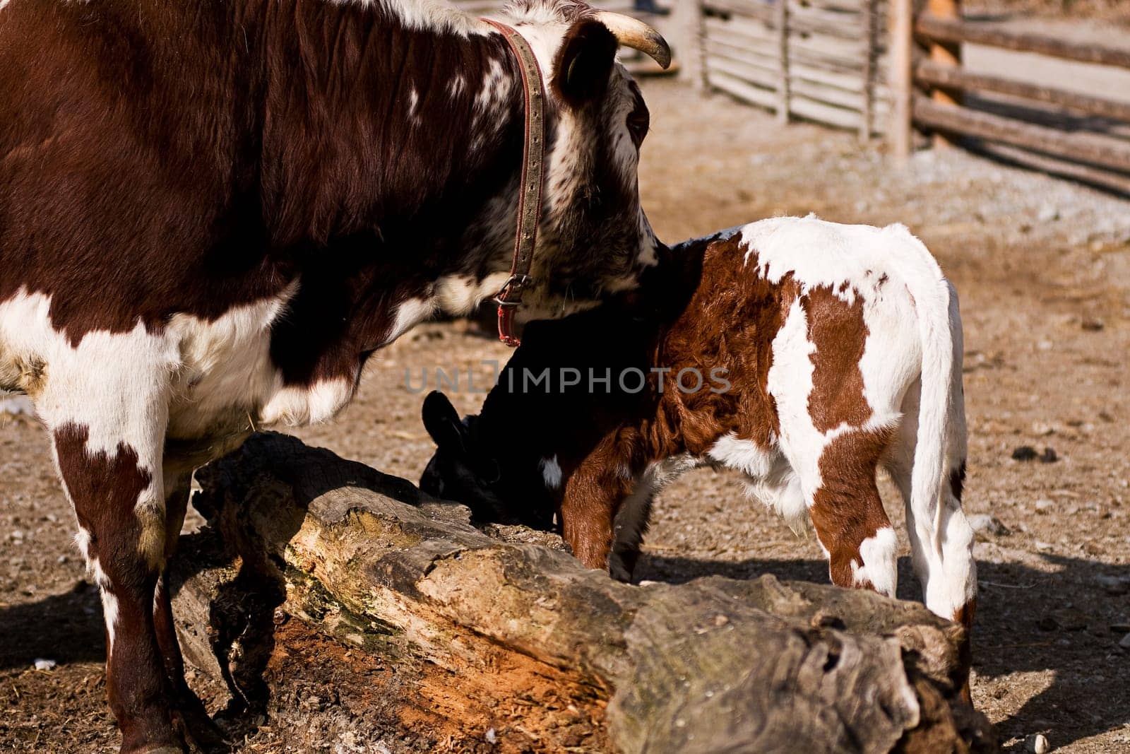 Cow with calf