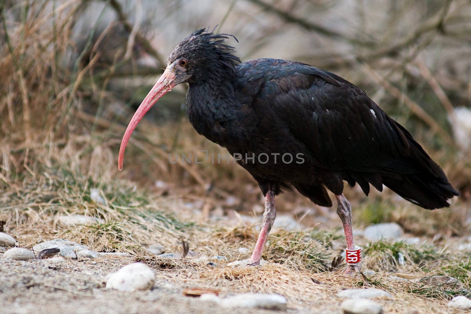 Northern Bald Ibis