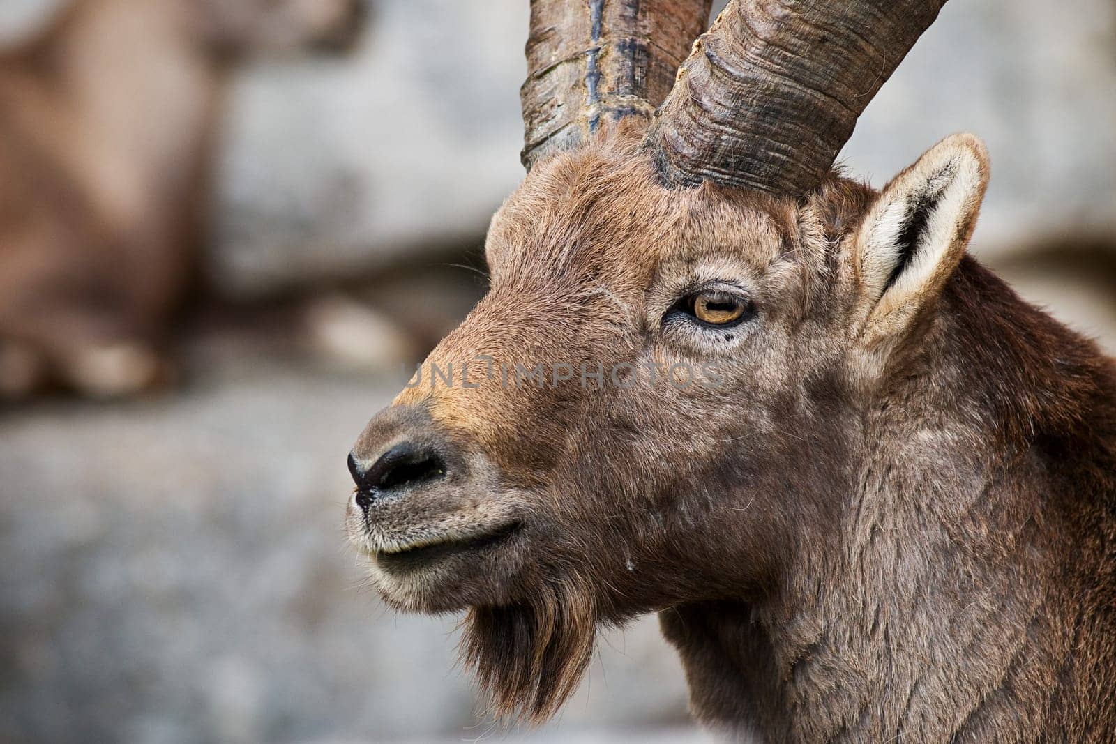 Capricorn