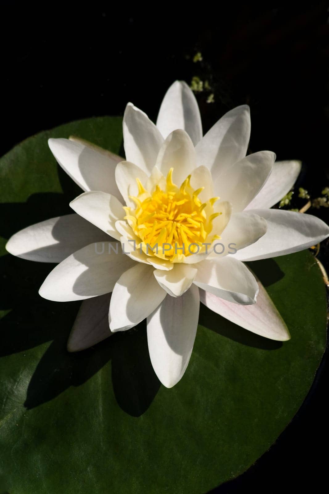White waterlily with green leaf in pond