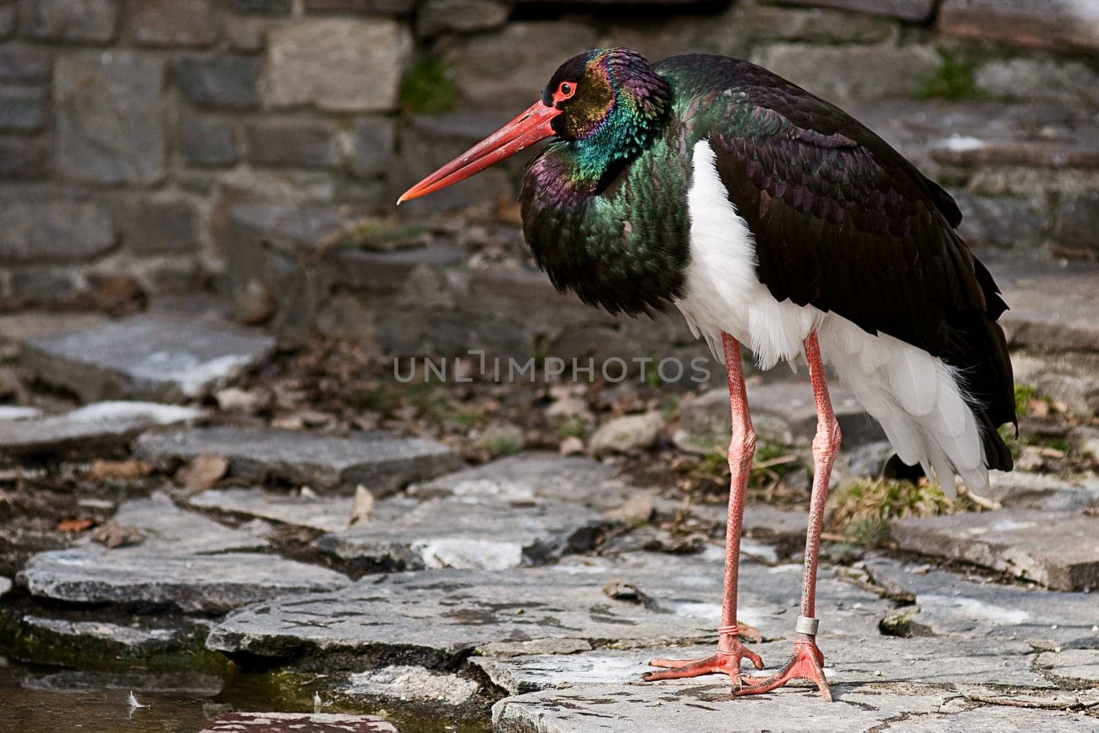 Black stork