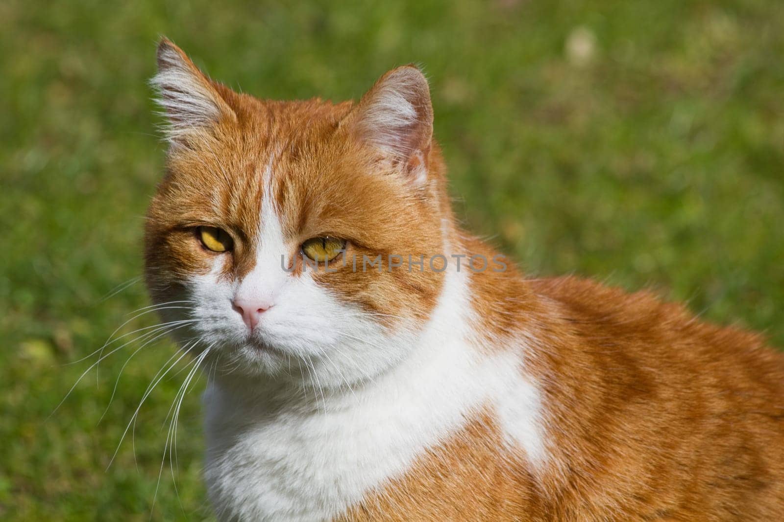 Orange with white tom cat in garden