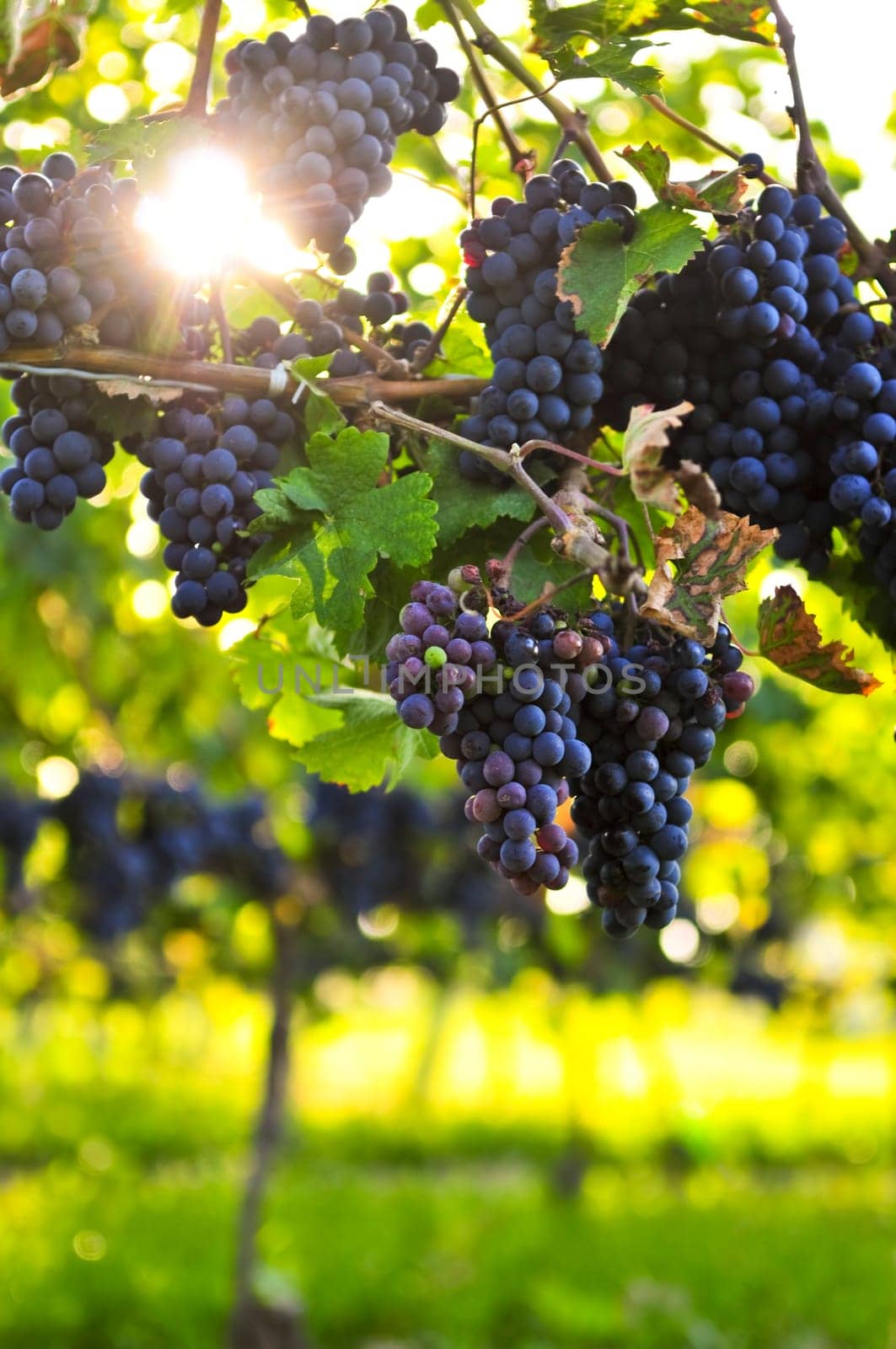 Purple grapes