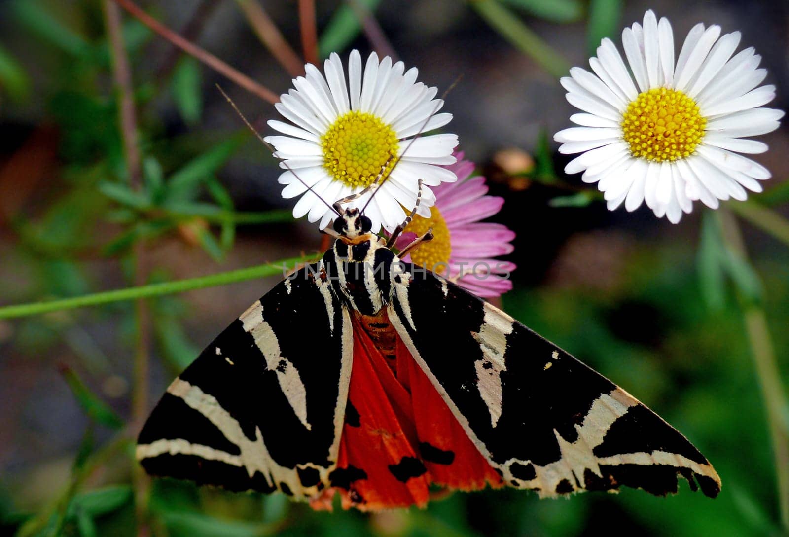 The Russian Bear (Euplagia quadripunctaria) is a species of moth of the family Euplagia quadripunctaria. When the Russian bear spreads its forewings,the wonderful red of its hind wings becomes visible.