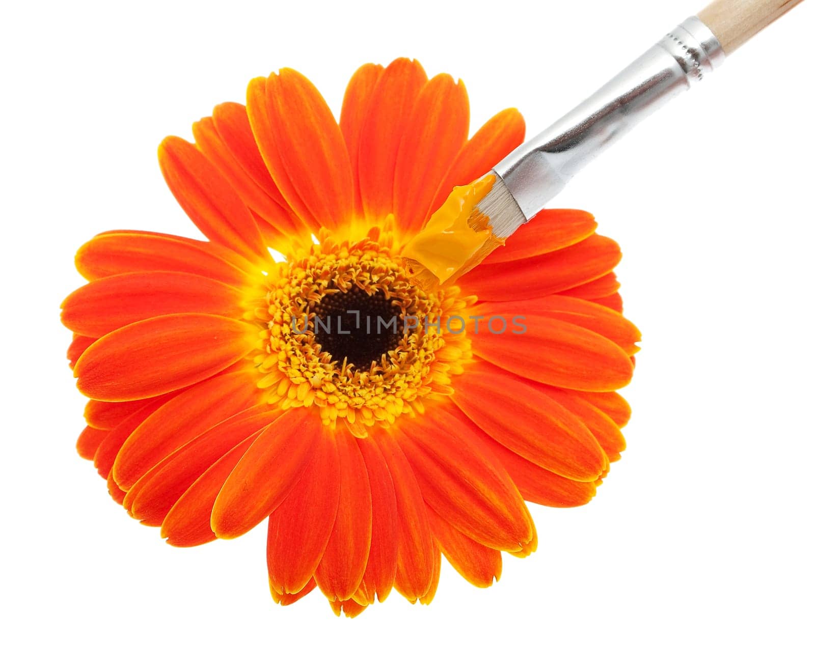 Gerbera with brush