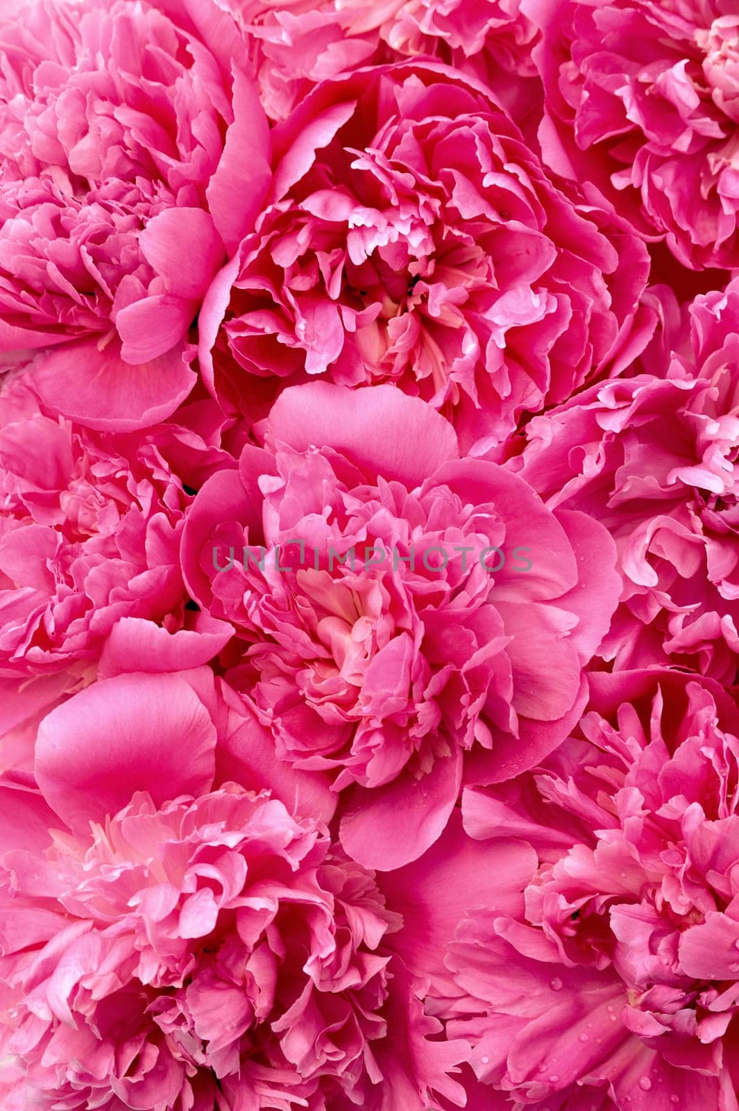 Peony flower heads - background
