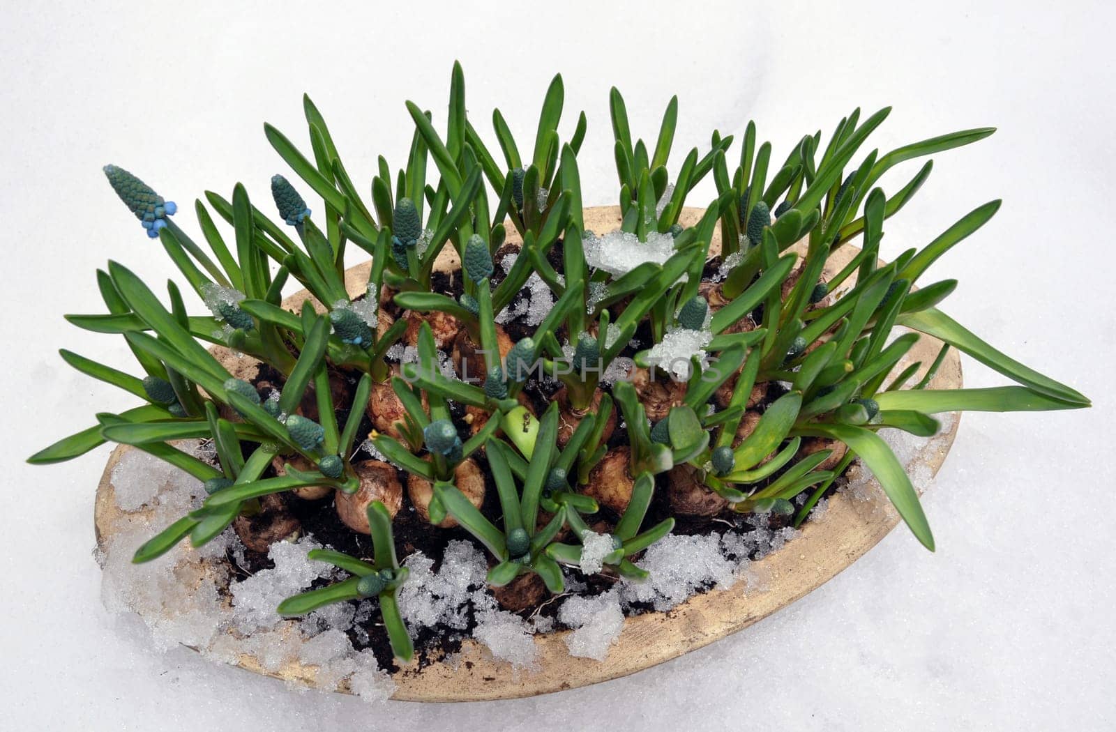 Spring flowers (Grape Hyacinth) in snow