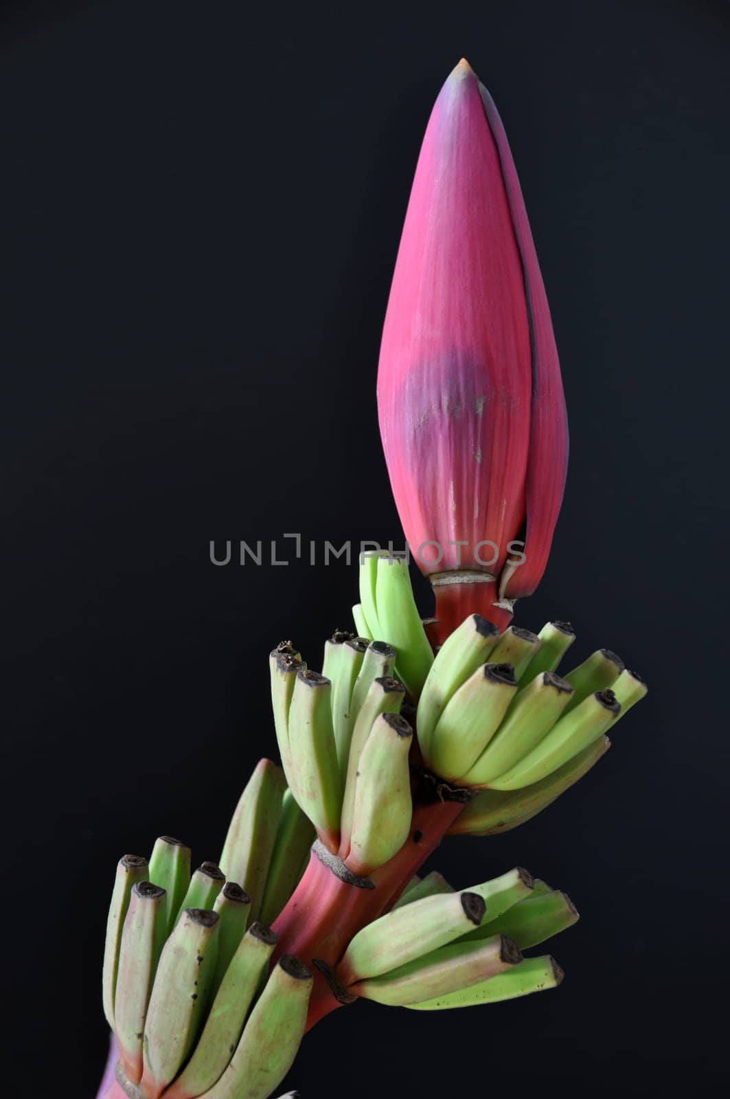 Banana blossom