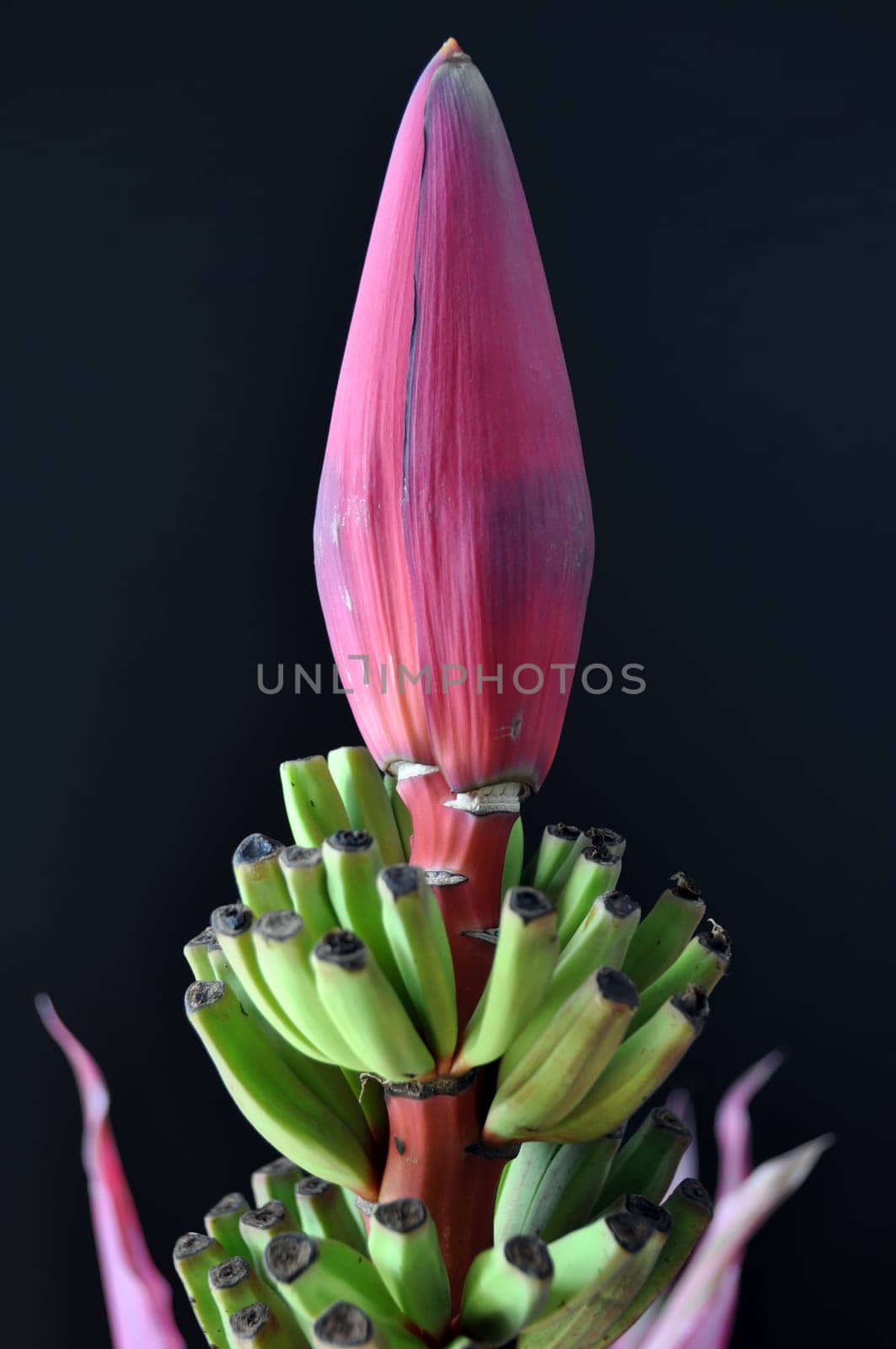 Banana blossom