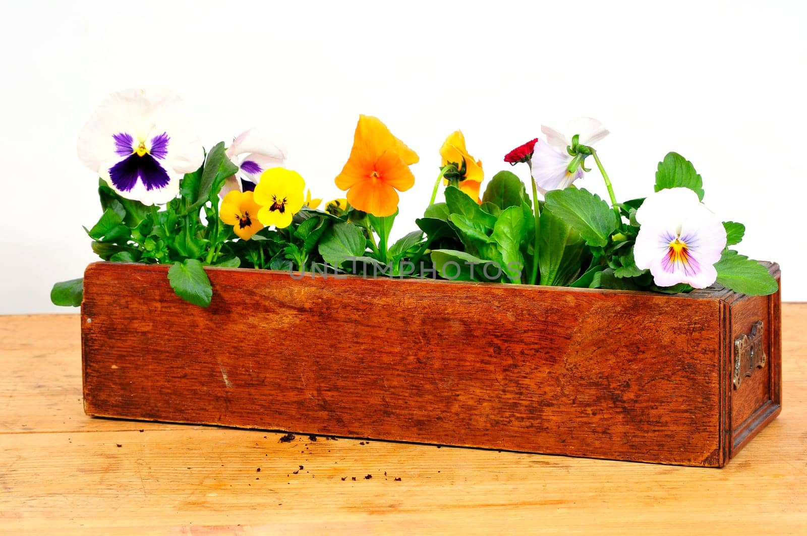 Window box