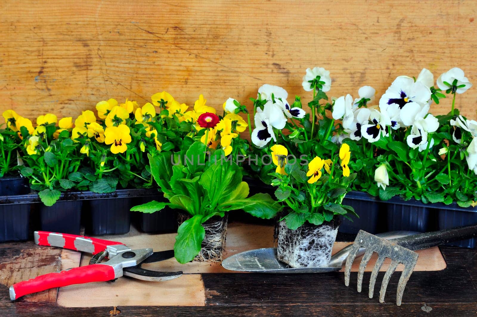 Planting flowers