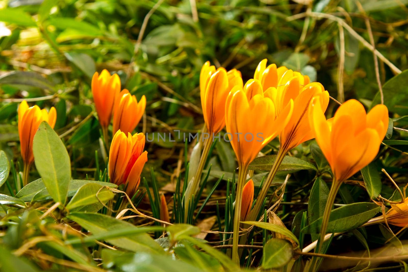 Crocus close-up macro
