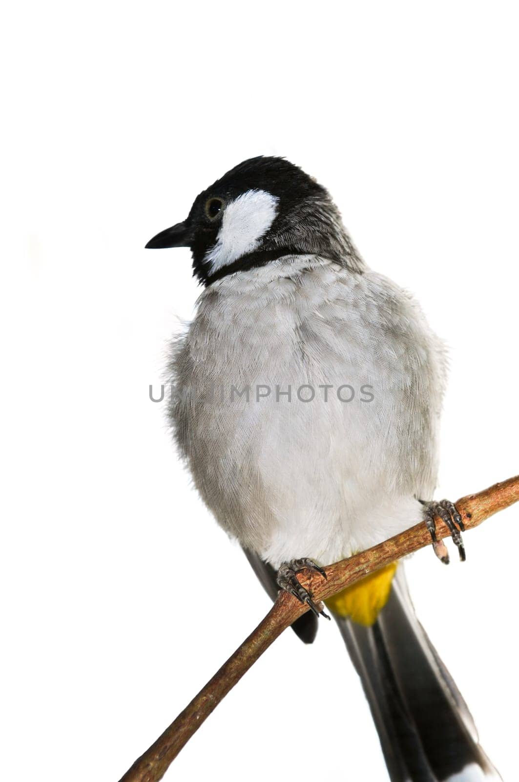 White-eared Bulbul bird