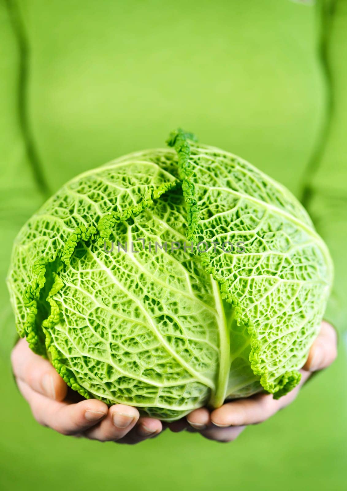 Hands holding green cabbage head
