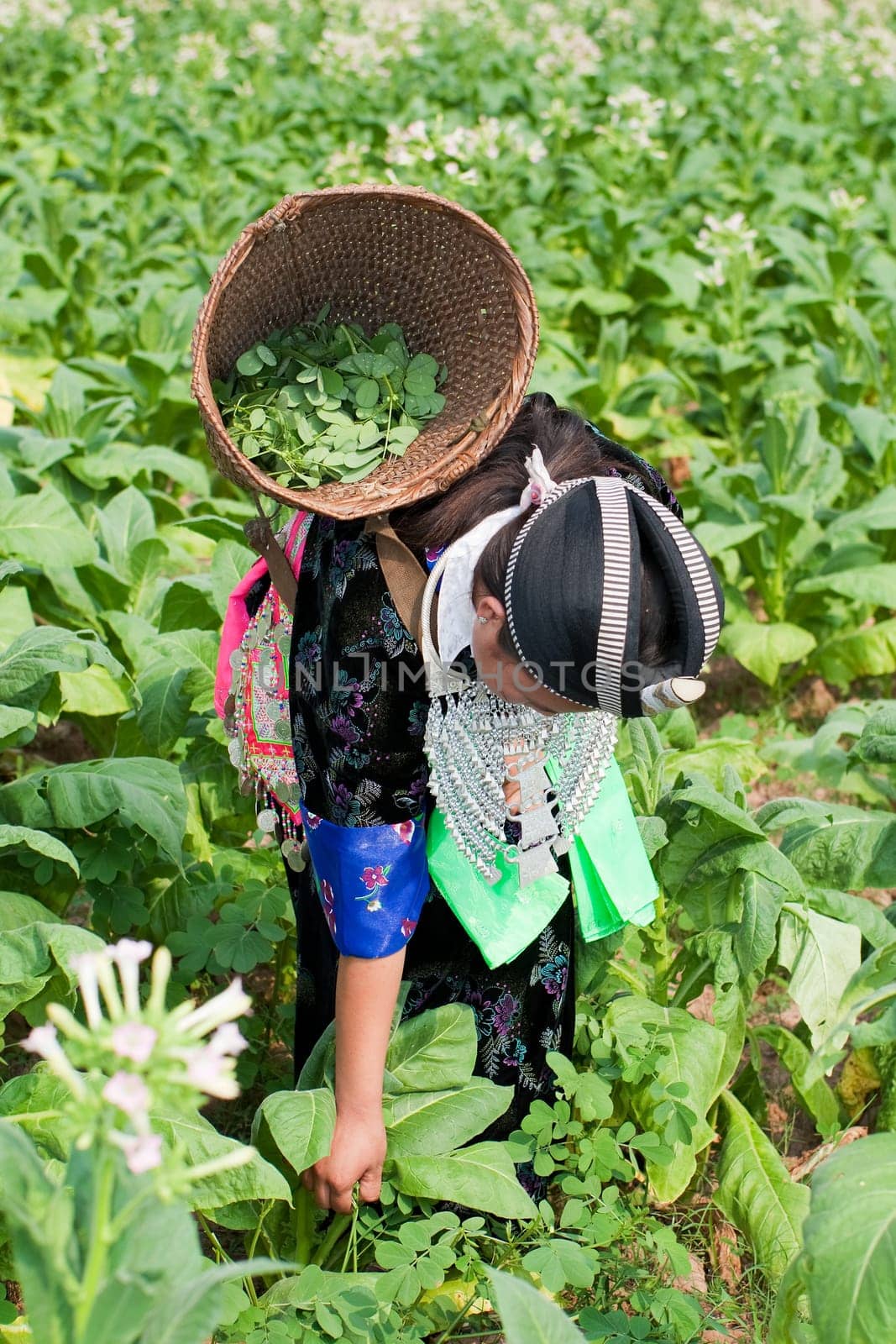 Hmong of Asia harvests tobacco