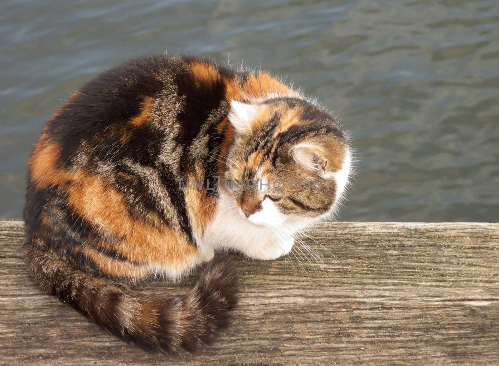 Cat by the sea