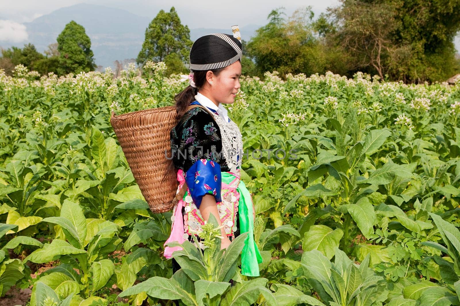 Hmong of Asia harvests tobacco