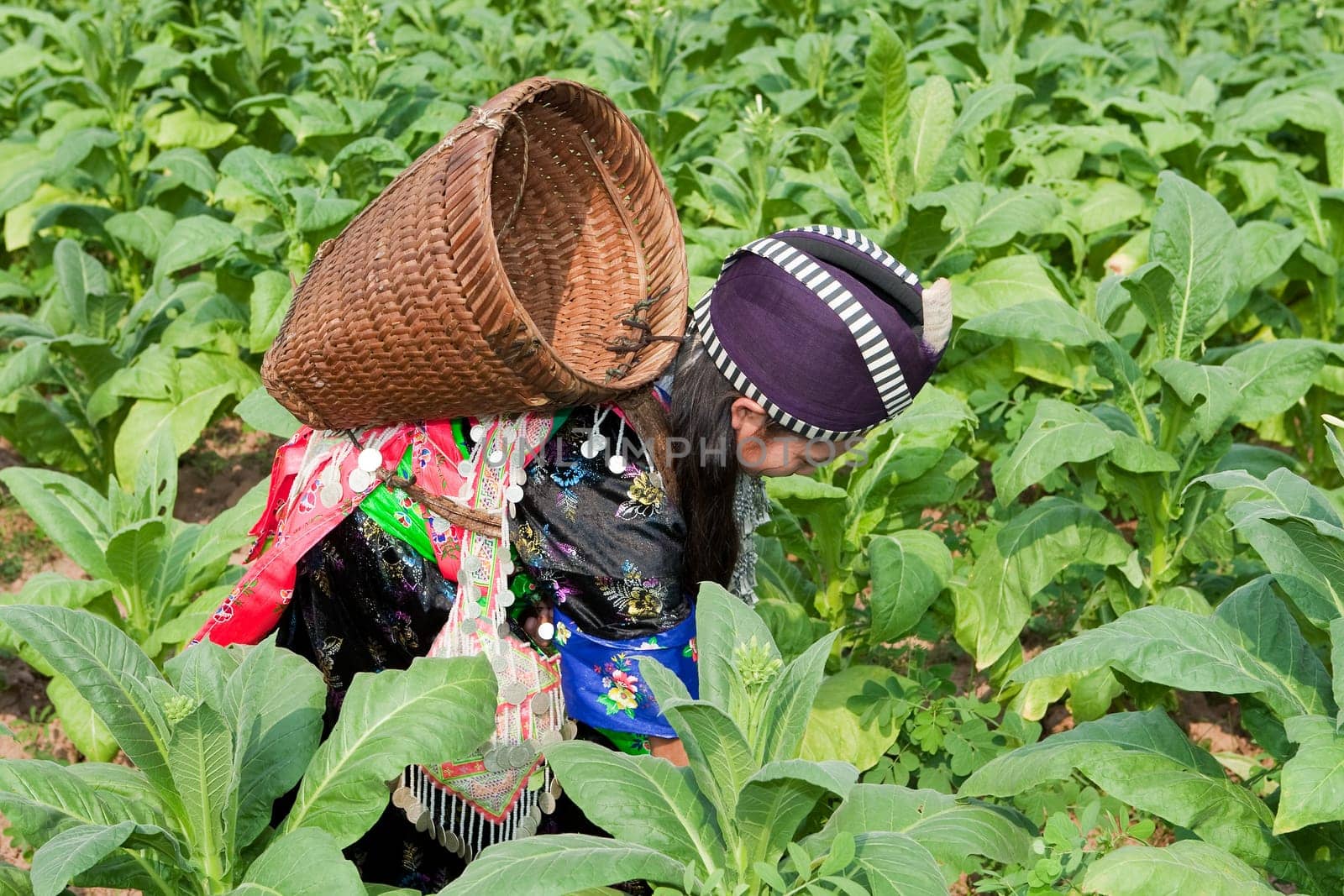 Hmong of Asia harvests tobacco