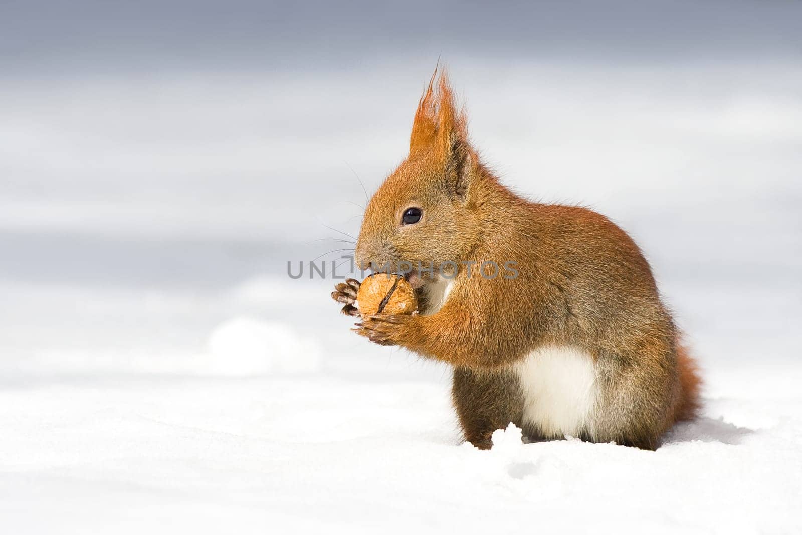 Winter Squirrel -1-