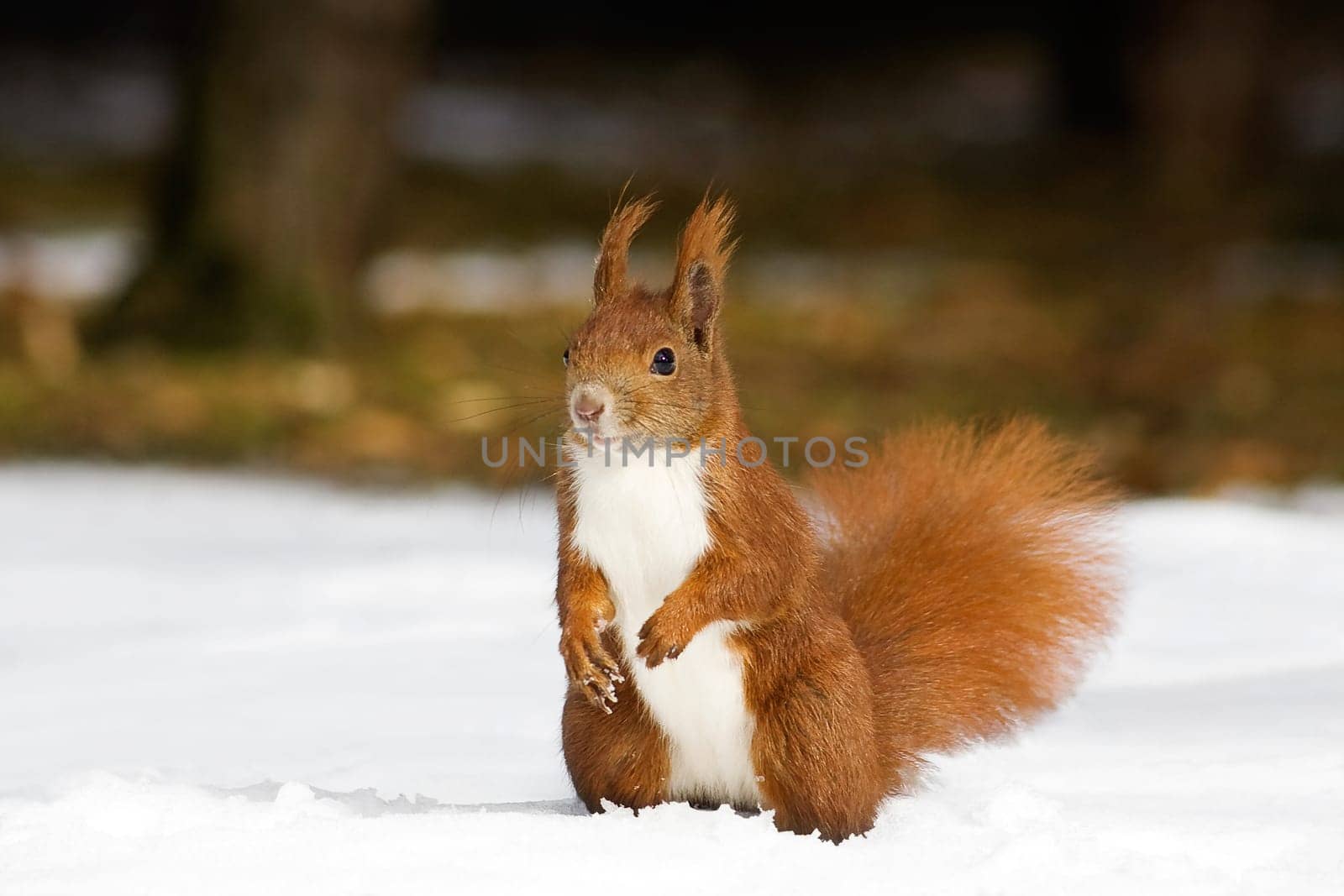 Winter Squirrel -6-
