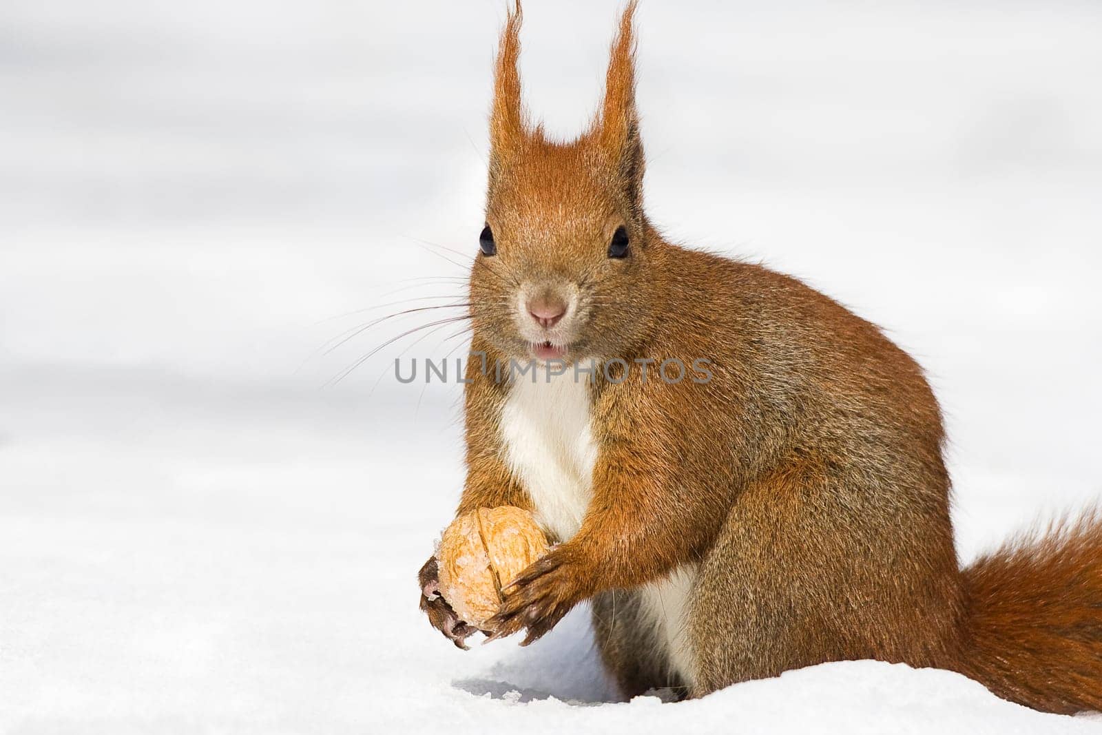 Winter Squirrel -3-