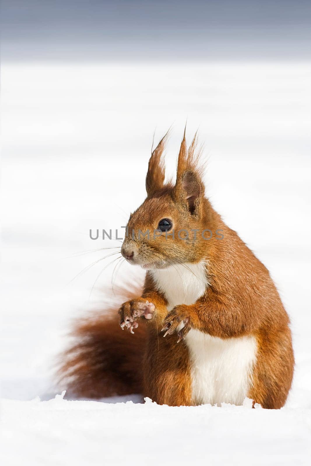 Winter Squirrel -2-