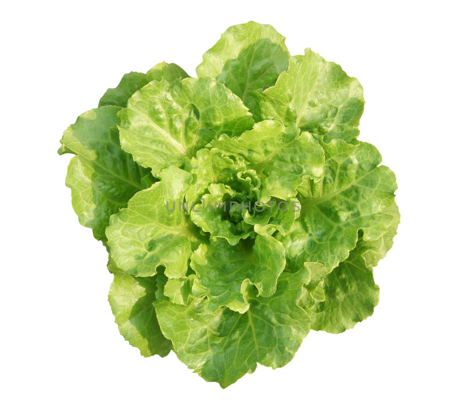 Lettuce
