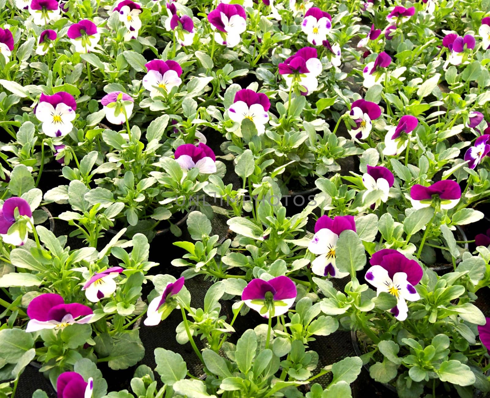 horned pansy